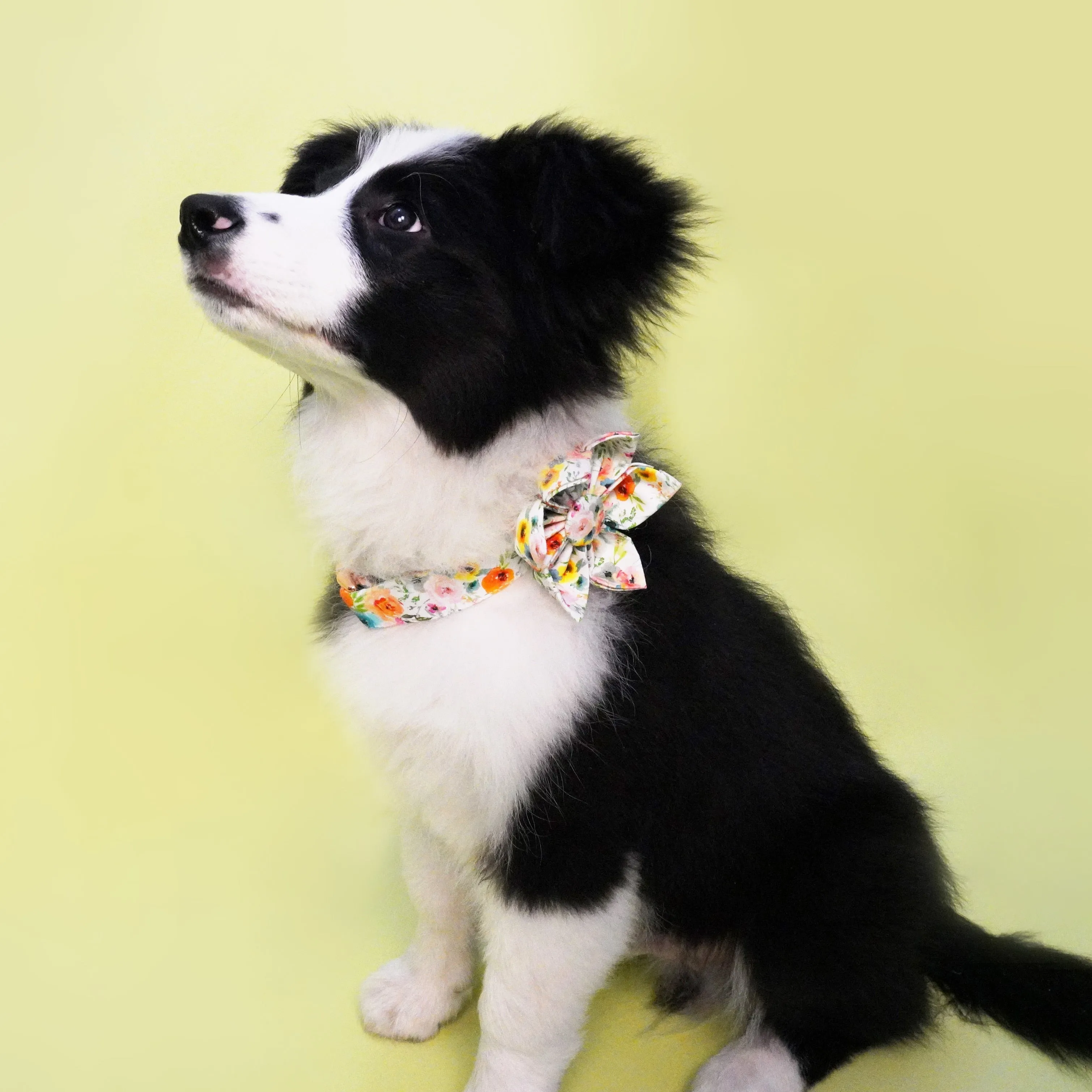 Watercolor Floral Flower Collar | Personalized Collar And Leash